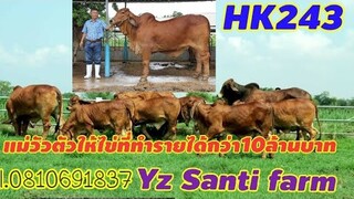 #HK243 สุดยอดแม่วัวตัวให้ไข่ ที่ทำรายได้สุดปังกว่า10ล้านบาท HK243 cow,