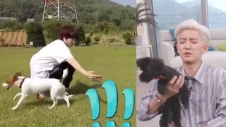 【بارك تشان يونغ × كيم هي تشول】ما هي تجربة أن يكون الكلب والآيدول متشابهين جدًا؟ بالمشاركة مع بارك دا