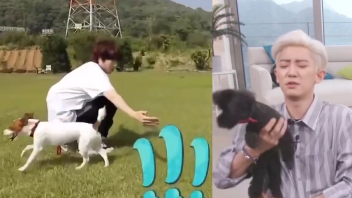 【พัคชานยอล x คิมฮีชอล】ประสบการณ์ที่สุนัขและไอดอลดูเหมือนกันมากขนาดนี้ feat: พัคดาฟิน & คิมคีบลู