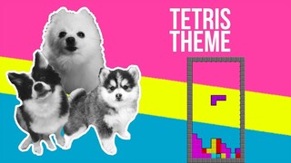 Tetris Theme but it's Doggos and Gabe