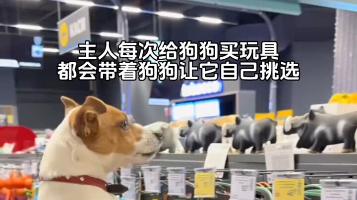 Setiap kali sang majikan membeli mainan untuk anjingnya, ia selalu membawa sang anjing agar bisa mem