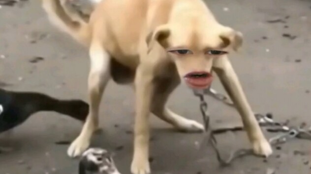 Dog: I’ve seen dogs eat poop, but I’ve never seen anyone snatch a dog’s poop to eat! What a riot.