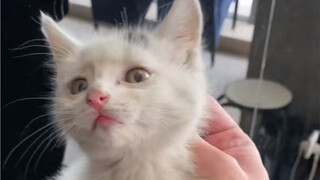 No need to go out and kidnap a kitten today, just give one to your door. Now that you are here, don'