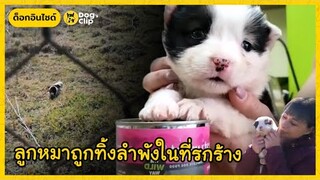 ลูกหมาถูกโยนทิ้งลำพังในที่รกร้าง สาวใจดียื่นมือช่วย | Dog's Clip