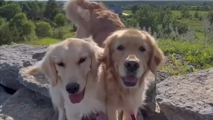 When Someone Asks You: “Why Get a Second Dog...?”