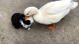 Fierce Cole Duck with Little Rabbit