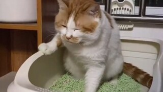 Funny Cat Poop Style