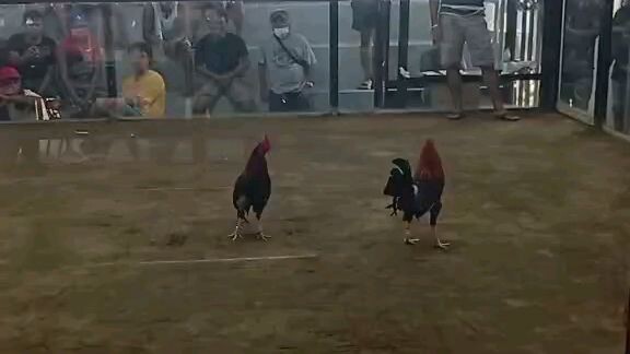 babak gallera 3xwinner pure gull