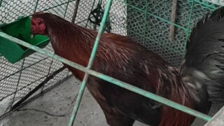 2x winner okey na sugat sa daliri