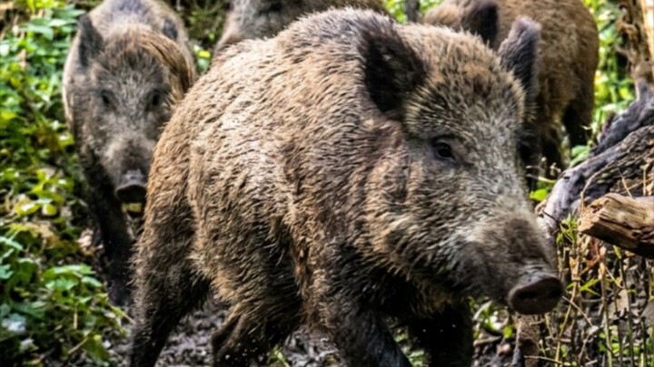 European Wildlife Shorts: September Daytime Encounters