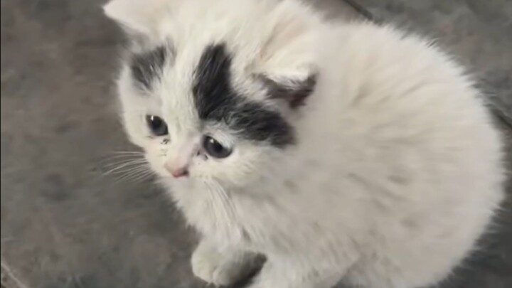 แมวตัวเล็กสกปรกในโรงงาน