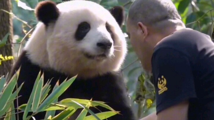 ในสายตาของฮวาฮวา คุณปู่ถันก็เหมือนแอปเปิลที่เคลื่อนที่ได้เลยนะ (เปล่าๆ ฉันหมายถึงว่าท่านแสนจะโหยหาแล