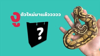 [เลี้ยงงู] EP1 มาแกะงูกัน [TH sub][unboxing] [งูบอลไพธอน]