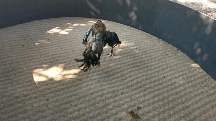 เจ้าสาสายฝน