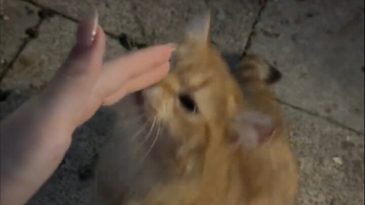 Ah—this is the *right* way to pet cats outdoors!