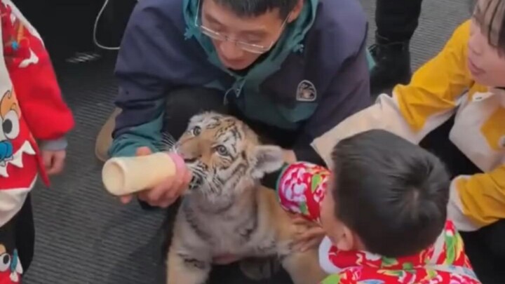 Are all the animals in Harbin this cute?