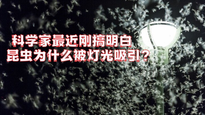 好家伙！昆虫为什么被灯光吸引？人类一直都搞错了