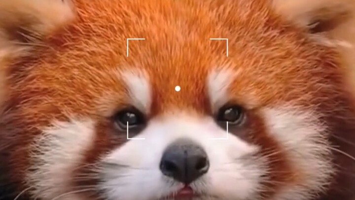 The inventor genius is really a red panda. A red panda—a national second‑level protected “little goo
