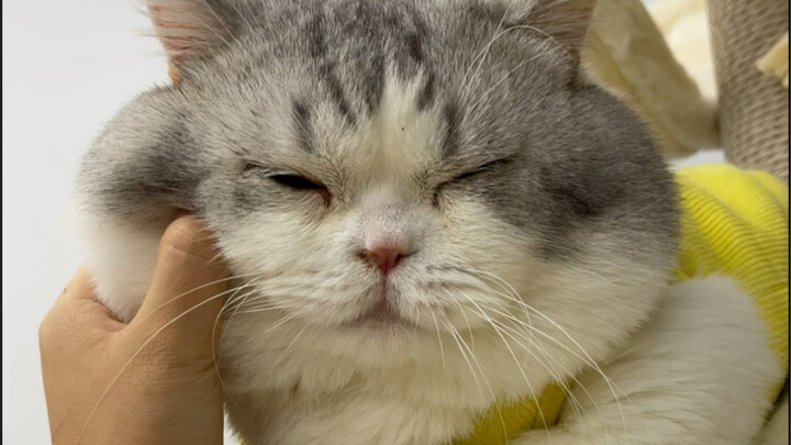 Đúng vậy, gã khổng lồ đô con đã có con rồi!