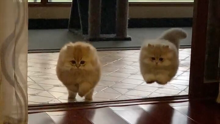 Summon the Fierce Beast!