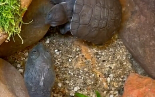 Long-necked turtle—looks just like a windshield wiper