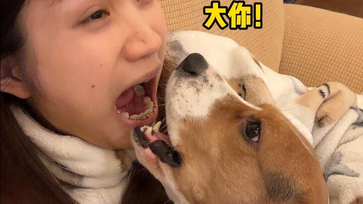 Cuma anjing kecil macam lu aja berani gigit aku! Coba liat, siapa yang punya mulut lebih besar nih?