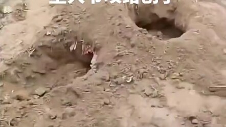 Sinh viên đại học về quê, việc đầu tiên là ăn khoai lang nướng, chẳng may đào phải mộ của ông cụ hàn