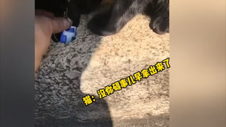 Person: How much is it, master? Cat: Two thousand! Person: Why is it so expensive? Cat: Look at me—a