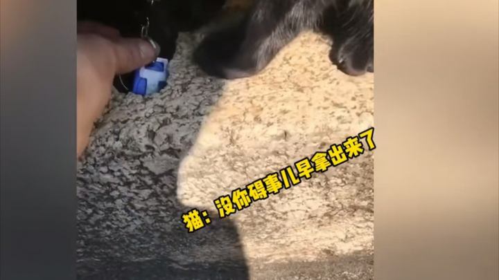 Person: How much is it, master? Cat: Two thousand! Person: Why is it so expensive? Cat: Look at me—a