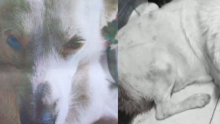 NOTICIA SOBRE TORITO POR MALTRATO ANIMAL