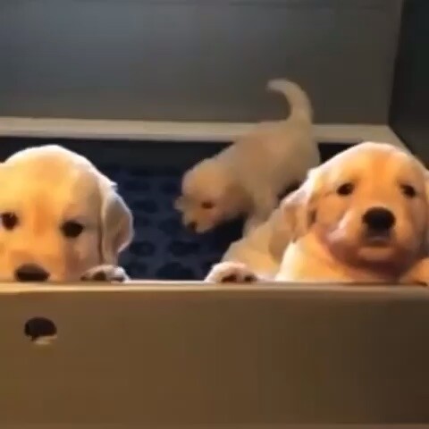 So cute ☺️