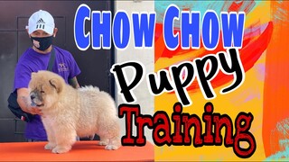 First time training on table stack |chow chow puppy | 2 months old.