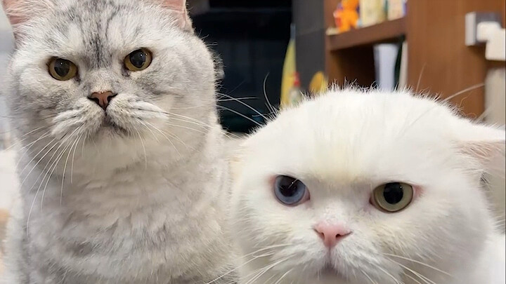 原来在猫咪的世界里，舔毛是这么有讲究的