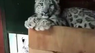 Seberapa besar cakar macan tutul salju?