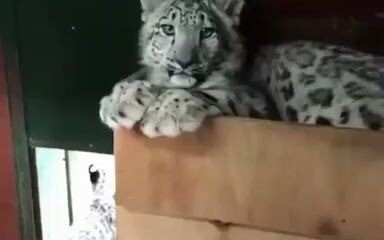 How big are snow leopard claws?