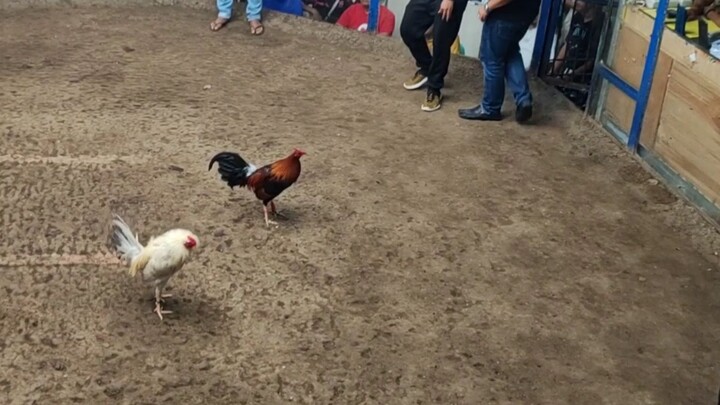 Berdugo Blueface Hatch x Lemon