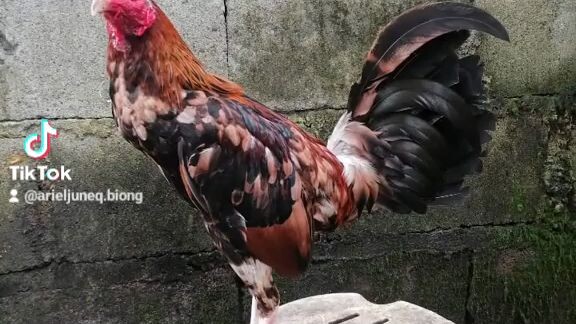 pa follow nang tiktok
