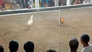 3rd fight 3 cocks ulotan 40k bigay agad Osmeña Marabut Samar 3rd fight Win