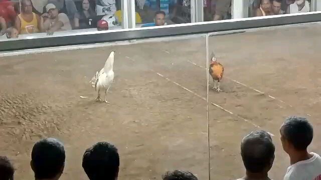 3rd fight 3 cocks ulotan 40k bigay agad Osmeña Marabut Samar 3rd fight Win