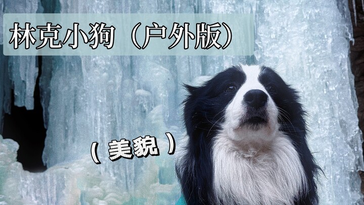 Introducing the Siberian Husky