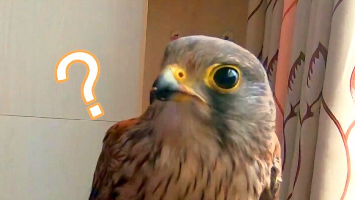 [Merpati Merah Xiao Mianhua] Kenapa kamu ngambil ceker bebekku o(´^｀)o?