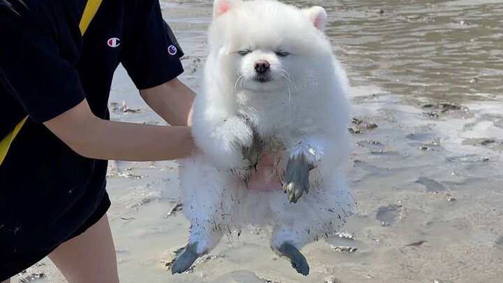 The latest 2022 model of a fluffy little dog