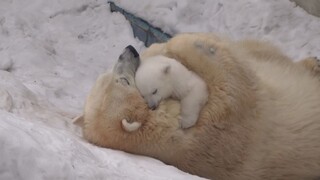 [White Bear] There is no way, the child is too cute, I have to hold him in my arms and rub him like 