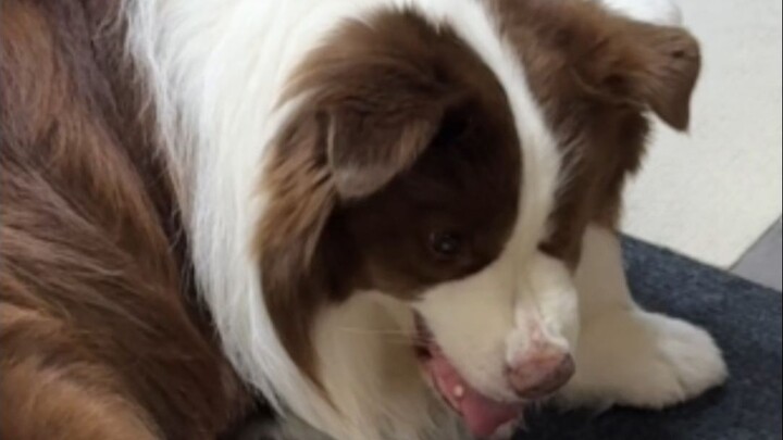 ทำไมน้องหมาถึงรำคาญคุณพ่อล่ะ?