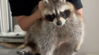 抱浣熊太胖，没抱起来