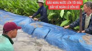 Sau bão Noru Miền Tây mưa to liên tục gây bể đê bà con quyết giữ đê chống ngập úng bảo vệ cây trồng