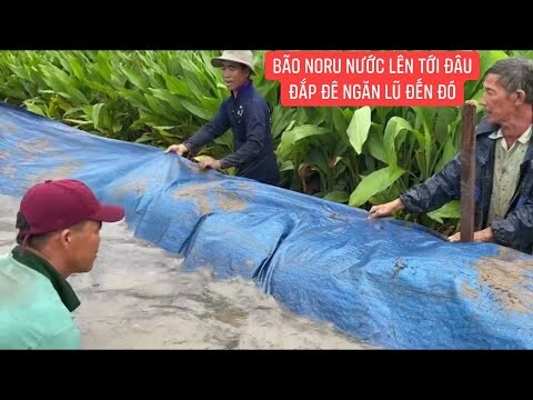 Sau bão Noru Miền Tây mưa to liên tục gây bể đê bà con quyết giữ đê chống ngập úng bảo vệ cây trồng