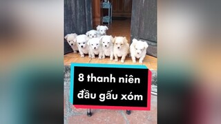 8 thanh niên ghê gớm... cunyeucuadua chó chócon chókhôn chócute xuhuong fyp