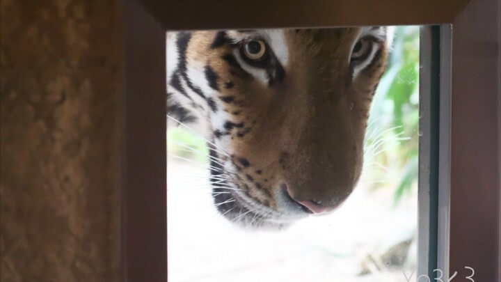 Harimau: Tolong bukakan pintu!