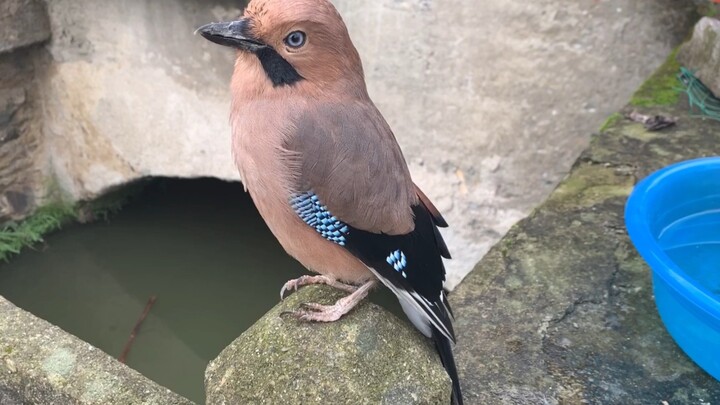 แค่ได้กลับมาทุกวันก็พอใจแล้ว ขอให้มันเจอคู่แท้ของมันเร็วๆ นะ